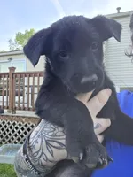 Dagger, a male Belgian Malinois and Golden Retriever for sale in Buffalo, NY – 1 of 6