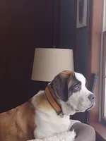 processed/b408e084-d0c3-4dd0-88ef-1edbfa697333/listing/3b50d95d-0dc1-4bcb-a5ad-8978272e5c90/325851b0-a2c3-49d5-96a2-c0f03d323728