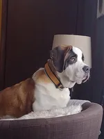 processed/b408e084-d0c3-4dd0-88ef-1edbfa697333/listing/3b50d95d-0dc1-4bcb-a5ad-8978272e5c90/76733be2-71cc-4f9f-b585-cede0671241f