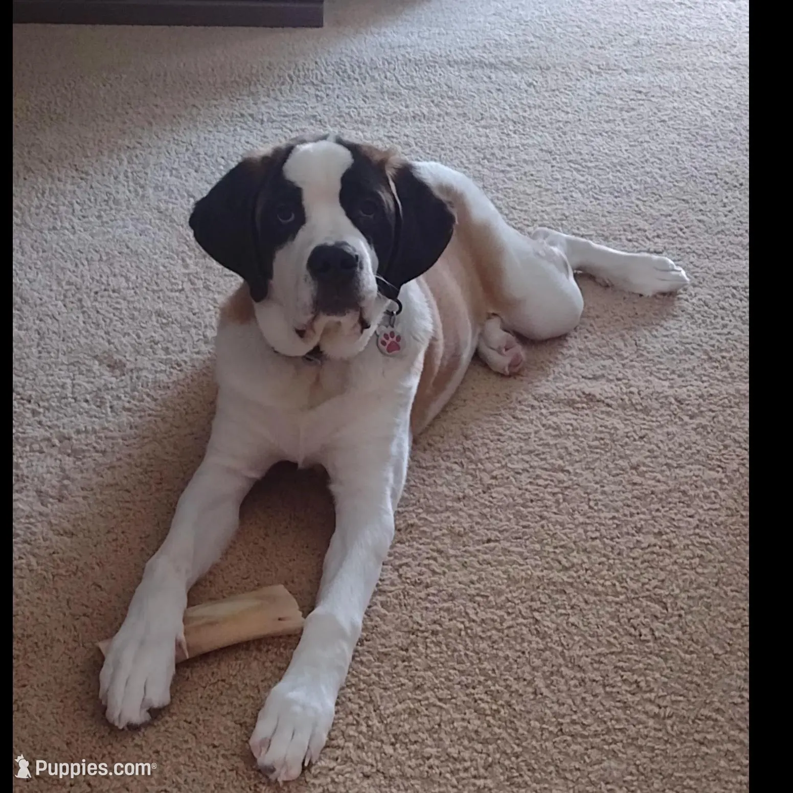 processed/b408e084-d0c3-4dd0-88ef-1edbfa697333/listing/3b50d95d-0dc1-4bcb-a5ad-8978272e5c90/b7f560b7-0e58-47dd-9354-0d69197786f7