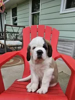 Spoken for!, a female Saint Bernard for sale in West Bend, WI – 7 of 10