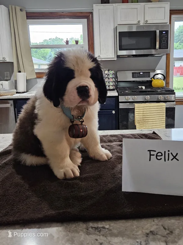 Felix – Saint Bernard puppy for sale in West Bend, WI