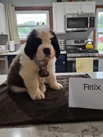 Felix, a male Saint Bernard for sale in West Bend, WI – 1 of 1