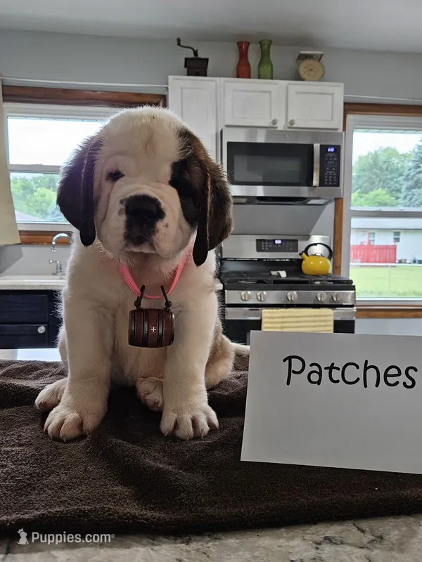 Patches – Saint Bernard puppy for sale in West Bend, WI