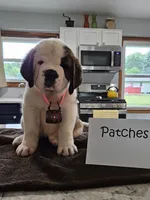 Patches, a female Saint Bernard for sale in West Bend, WI – 1 of 1