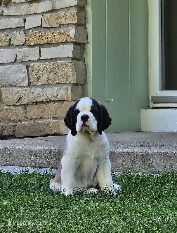 Spoken for! – Saint Bernard puppy for sale in West Bend, WI