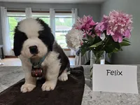 Spoken for!, a male Saint Bernard for sale in West Bend, WI – 4 of 8