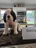 Blanca, a female Saint Bernard for sale in West Bend, WI – 1 of 1