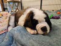 Spoken for!, a male Saint Bernard for sale in West Bend, WI – 6 of 8