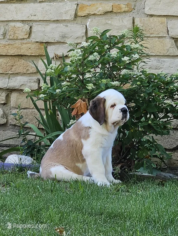 Spoken for! – Saint Bernard puppy for sale in West Bend, WI