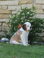 Spoken for!, a female Saint Bernard for sale in West Bend, WI – 1 of 10