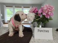 Spoken for!, a female Saint Bernard for sale in West Bend, WI – 6 of 10