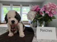 Spoken for!, a female Saint Bernard for sale in West Bend, WI – 5 of 10