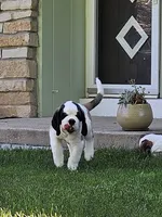 Spoken for!, a female Saint Bernard for sale in West Bend, WI – 9 of 9