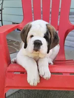Spoken for!, a female Saint Bernard for sale in West Bend, WI – 8 of 10