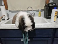 Spoken for!, a male Saint Bernard for sale in West Bend, WI – 7 of 8