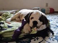 Spoken for!, a female Saint Bernard for sale in West Bend, WI – 9 of 10