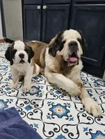 Spoken for!, a female Saint Bernard for sale in West Bend, WI – 7 of 9
