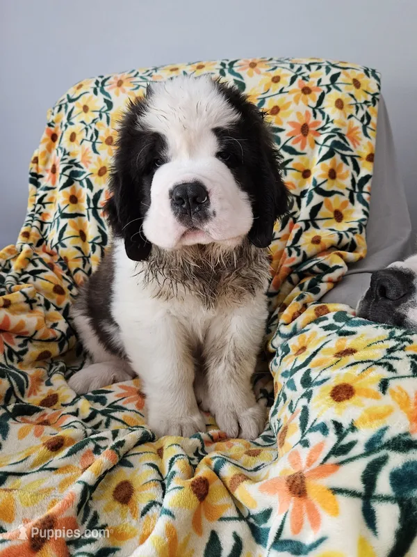 Felix – Saint Bernard puppy for sale in West Bend, WI