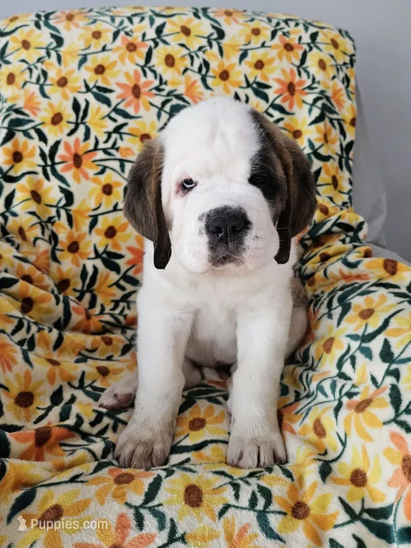 Patches – Saint Bernard puppy for sale in West Bend, WI