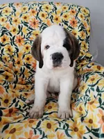 Spoken for!, a female Saint Bernard for sale in West Bend, WI – 2 of 10