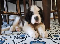 Spoken for!, a male Saint Bernard for sale in West Bend, WI – 5 of 8