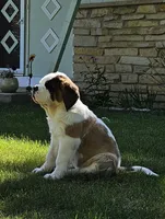 Spoken for!, a female Saint Bernard for sale in West Bend, WI – 10 of 10