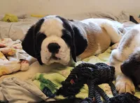 Spoken for!, a female Saint Bernard for sale in West Bend, WI – 8 of 9