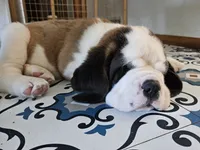 Spoken for!, a female Saint Bernard for sale in West Bend, WI – 6 of 9