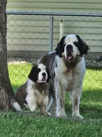 Spoken for!, a male Saint Bernard for sale in West Bend, WI – 8 of 8