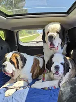 Spoken for!, a female Saint Bernard for sale in West Bend, WI – 4 of 10