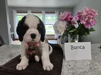 Spoken for!, a female Saint Bernard for sale in West Bend, WI – 5 of 9