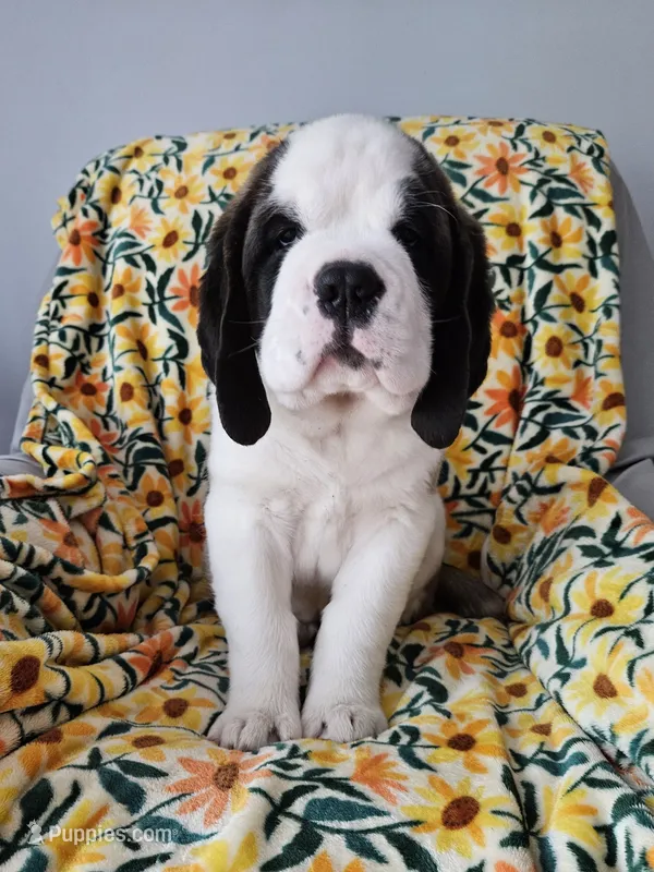 Blanca – Saint Bernard puppy for sale in West Bend, WI