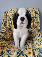 Spoken for!, a female Saint Bernard for sale in West Bend, WI – 2 of 9