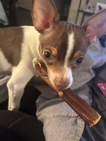 Max, a male Chihuahua for sale in Chesapeake, VA – Photo 7 of 10