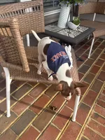 Max, a male Chihuahua for sale in Chesapeake, VA – Photo 10 of 10