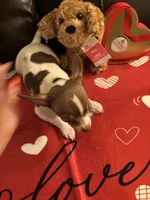 Max, a male Chihuahua for sale in Chesapeake, VA – Photo 4 of 8