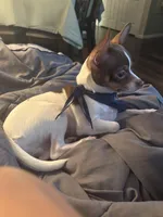 Max, a male Chihuahua for sale in Chesapeake, VA – Photo 9 of 10