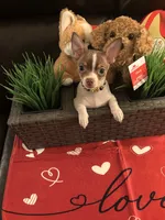 Max, a male Chihuahua for sale in Chesapeake, VA – Photo 5 of 8