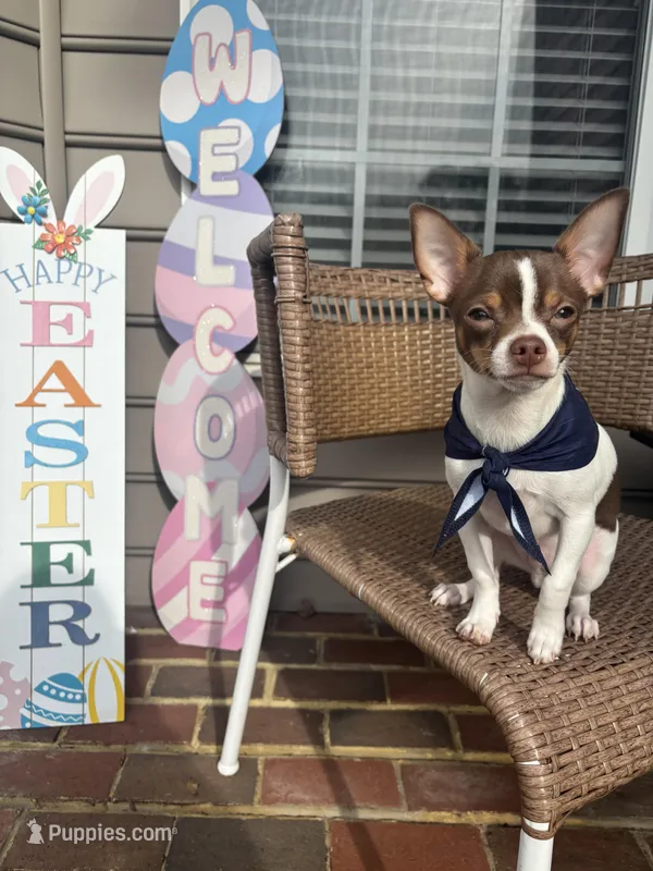 Max, a male Chihuahua for sale in Chesapeake, VA – Photo 1 of 10