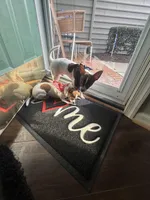 Max, a male Chihuahua for sale in Chesapeake, VA – Photo 8 of 10