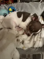 Max, a male Chihuahua for sale in Chesapeake, VA – Photo 7 of 8