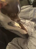 Max, a male Chihuahua for sale in Chesapeake, VA – Photo 5 of 10