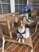 Max, a male Chihuahua for sale in Chesapeake, VA – Photo 2 of 10