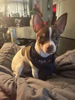 Max, a male Chihuahua for sale in Chesapeake, VA – Photo 4 of 10