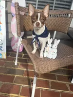 Max, a male Chihuahua for sale in Chesapeake, VA – Photo 6 of 10