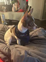 Max, a male Chihuahua for sale in Chesapeake, VA – Photo 3 of 10