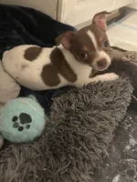 Max, a male Chihuahua for sale in Chesapeake, VA – Photo 8 of 8