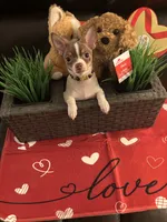 Max, a male Chihuahua for sale in Chesapeake, VA – Photo 3 of 8