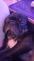 Tator, a male Pug for sale in Mechanicsville, VA – 3 of 4
